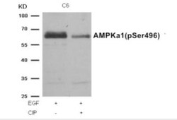 AMPK alpha 1, p Ser496 Antibody, Novus Biologicals 0.025 mL; Unconjugated:Antibodies,